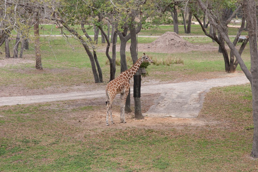 IMG_6879.jpg - Our room faces the Arusha Savanna. This giraffe is enjoying a meal installed at giraffe height!